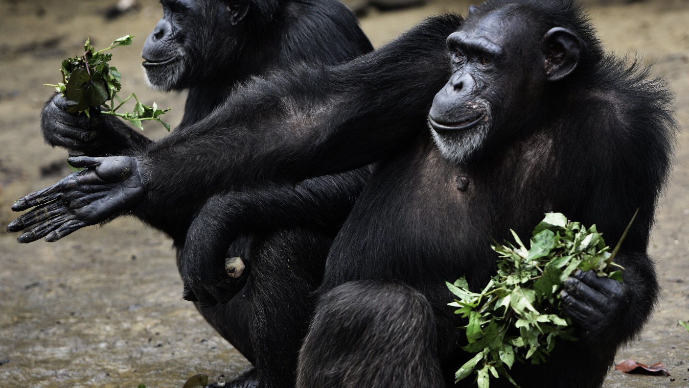 Chimpanzee Nests ‘cleaner Than Human Beds’ Scientists Find Itv News