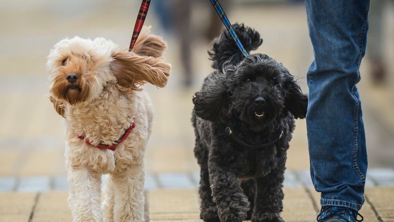 Cockapoo sales rehoming centres