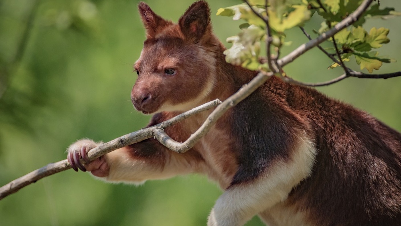 Meet the rare tree-dwelling kangaroo that's arrived in Chester Zoo