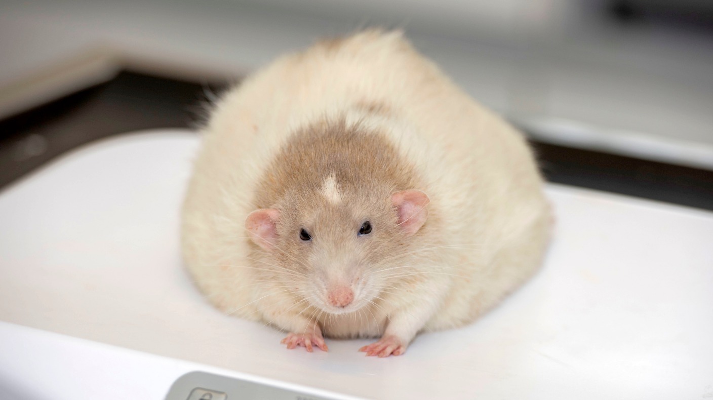 a-fat-rat-from-wales-battles-the-bulge-in-a-national-pet-slimming