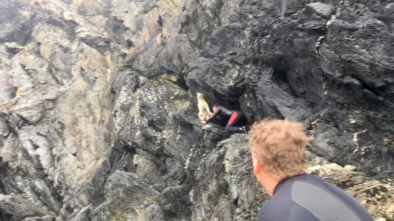 Stranded sheep rescued by wildlife tour group after four-day cliff ...