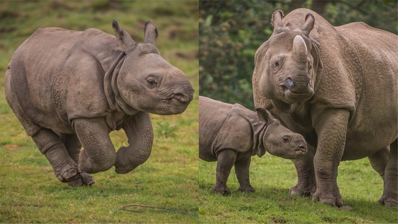 Rare baby rhino born at Chester Zoo given adorable name | ITV News