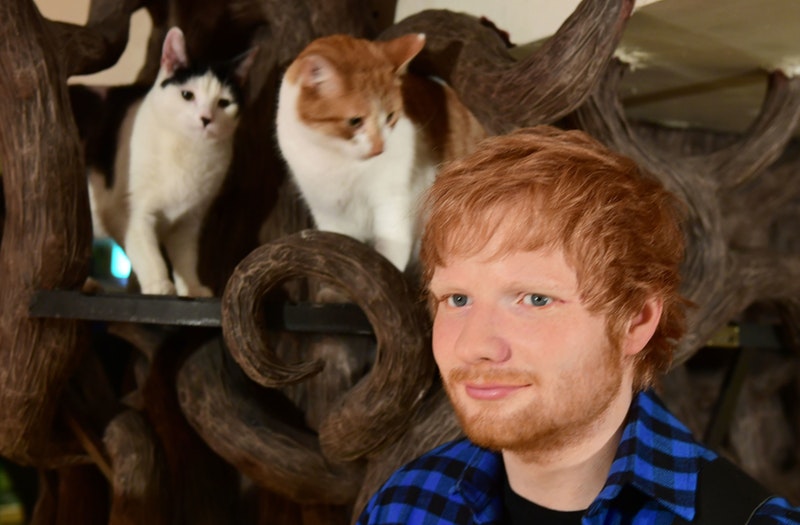 ed sheeran cat shirt