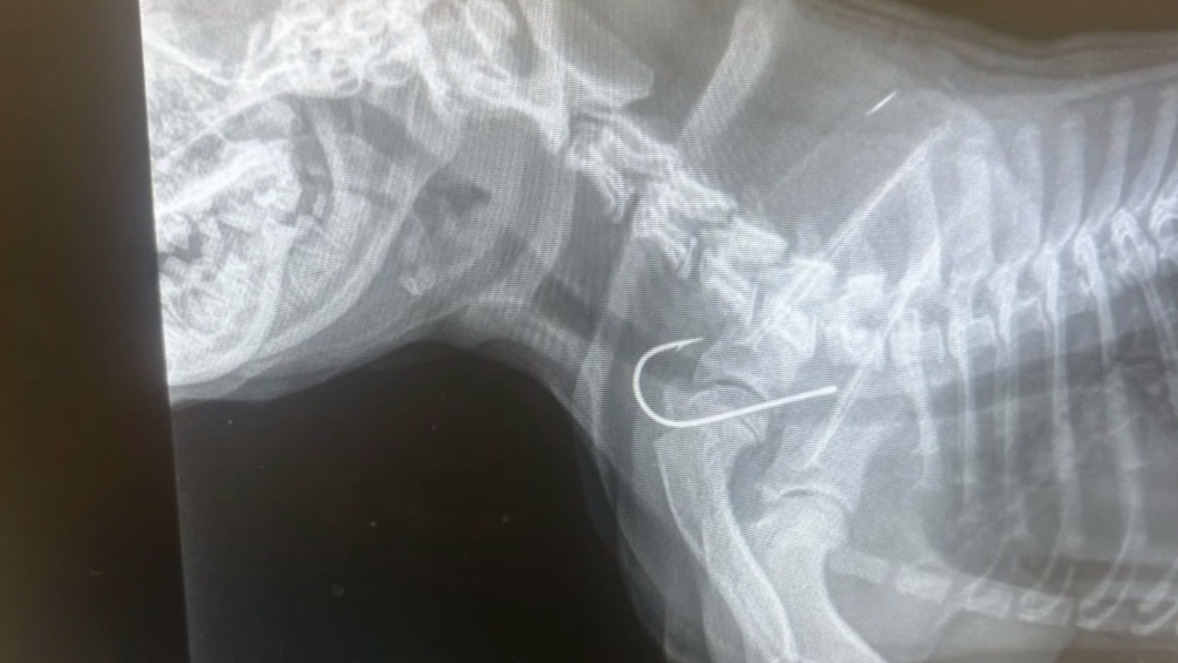 Dog swallows discarded fishing hook on beach, emergency surgery costs owner  $2,700 - ABC News