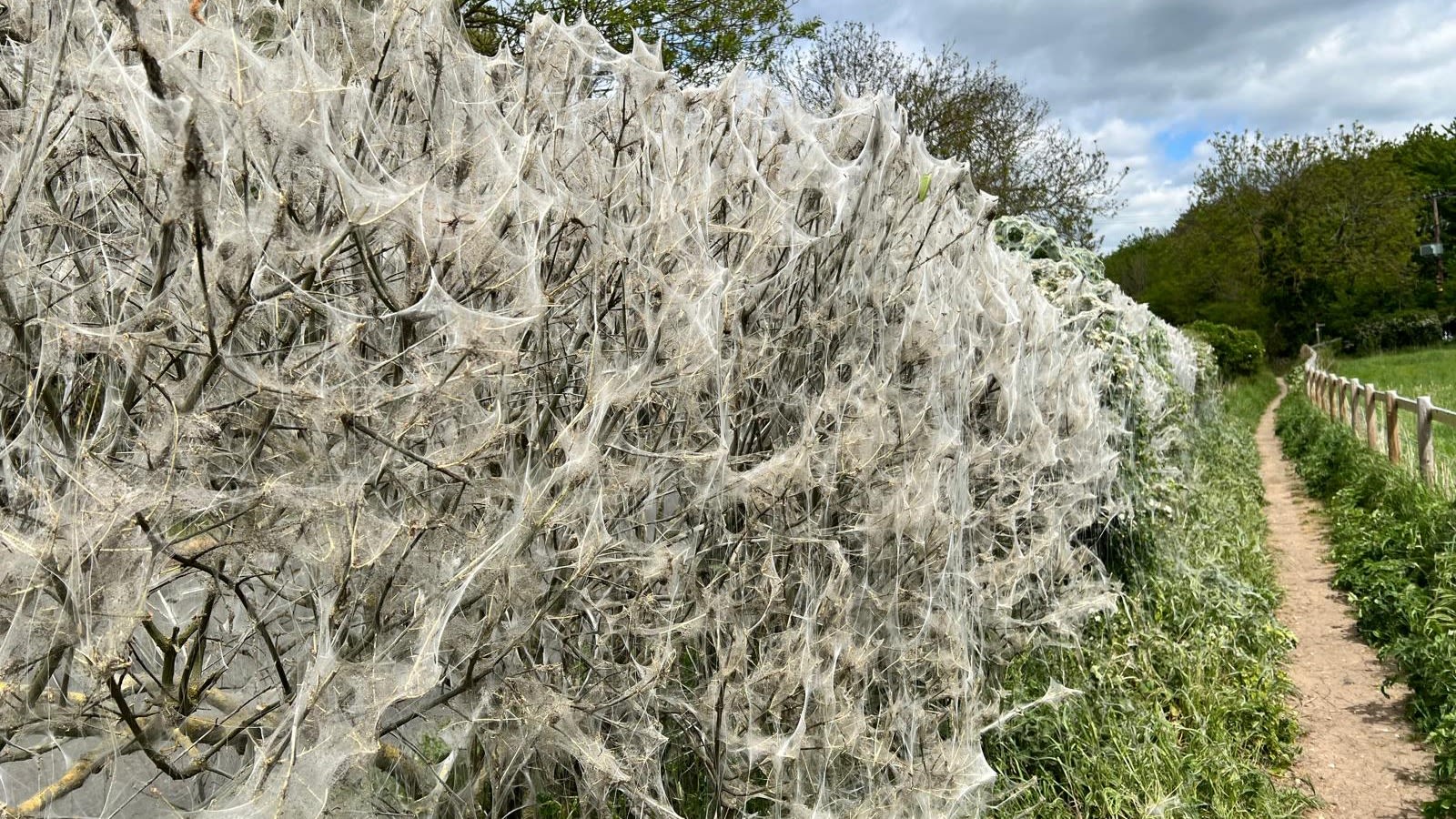 What is behind the 'eerie' spring phenomenon covering Britain's hedgerows? | Flipboard