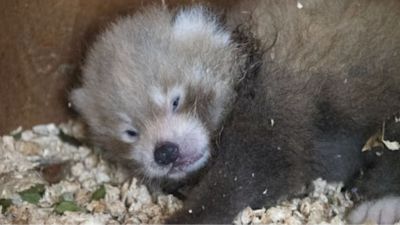 Little Red was born at Paradise Wildlife Park in Hertfordshire in July.
Credit: PA