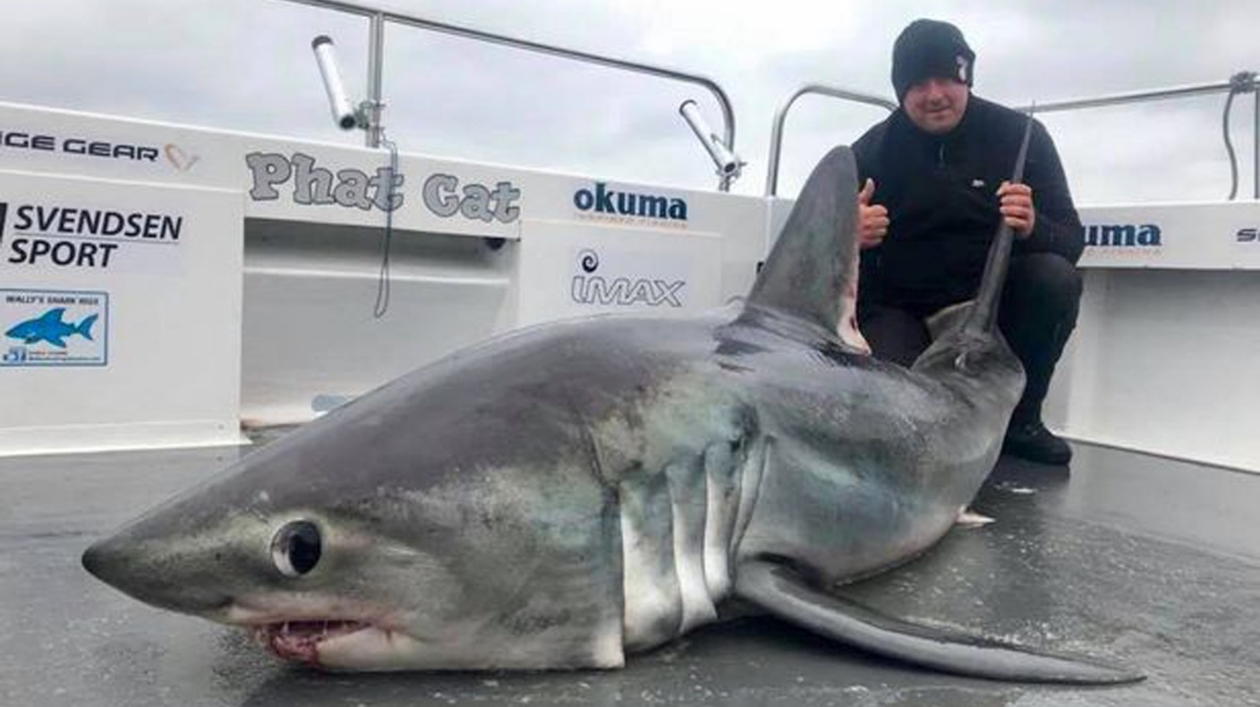 Biggest Shark Ever Caught By Angler Off The Coast Of Pembrokeshire Itv News Wales 