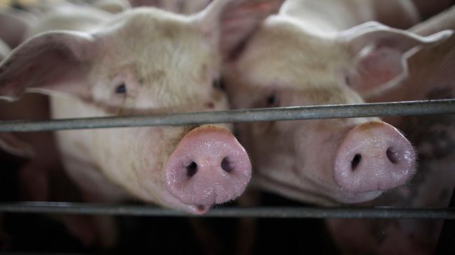 Animal rights campaigners say pigs will suffer if slaughterhouses run out of CO2.