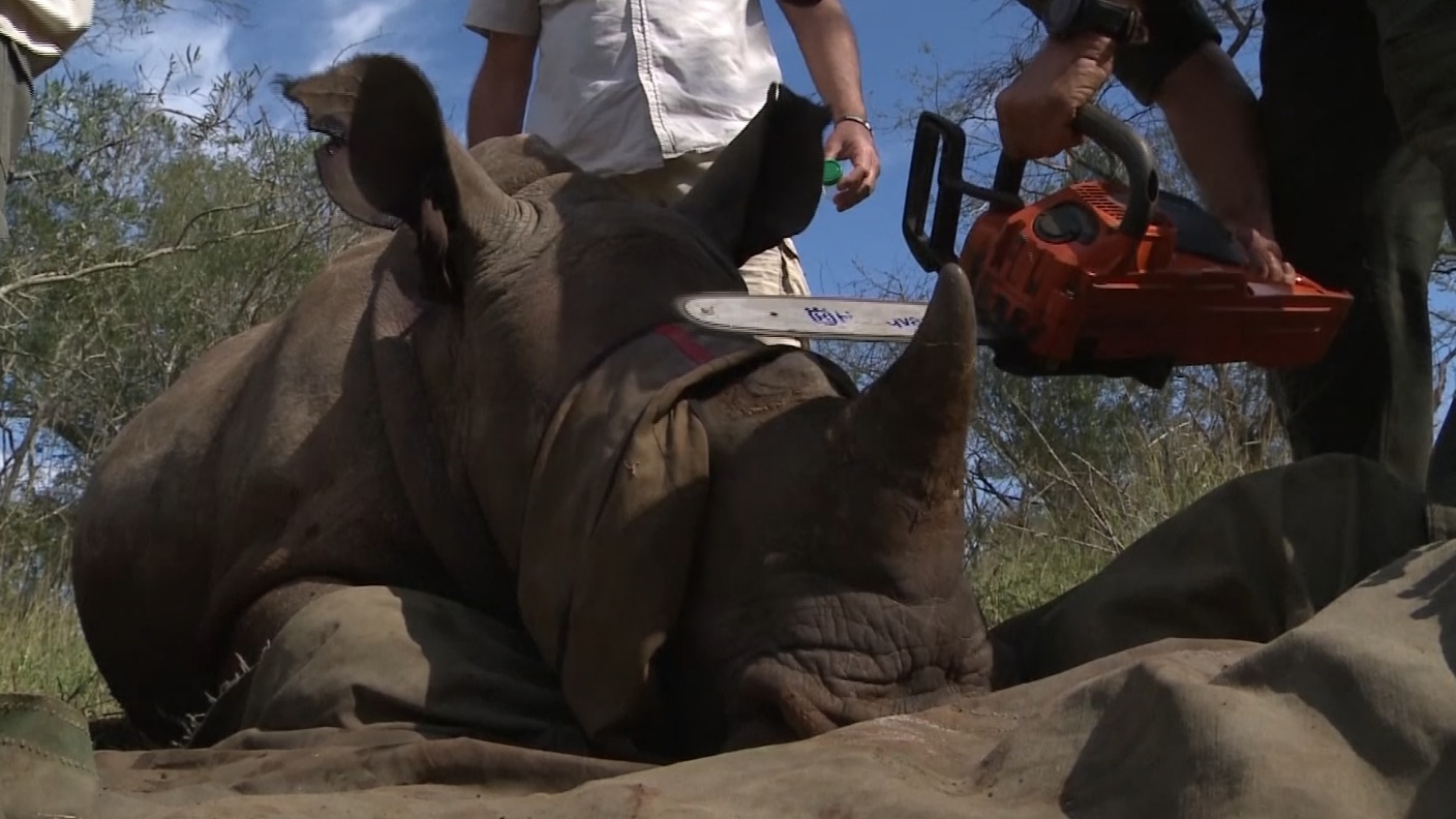 Is cutting off rhinos' horns the way to save them from poachers? | ITV News