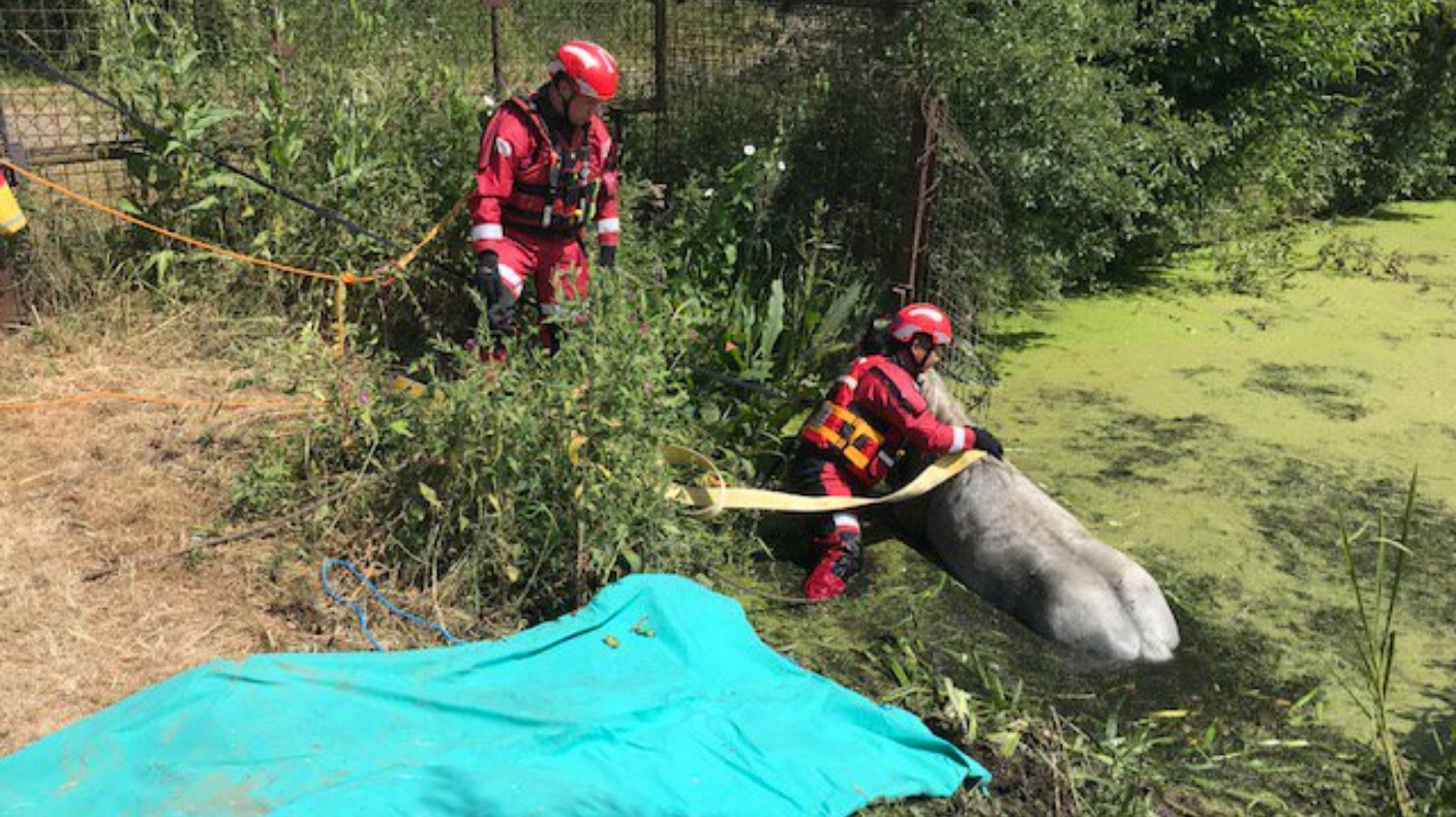 Horse rescued after getting stuck in watery ditch | ITV News Anglia