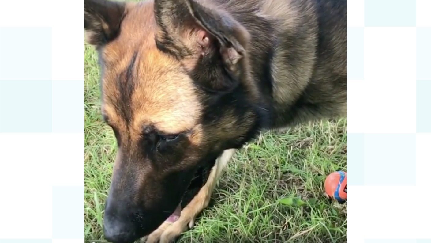 Stabbed police dog back on the beat aids in five arrests | ITV News Central