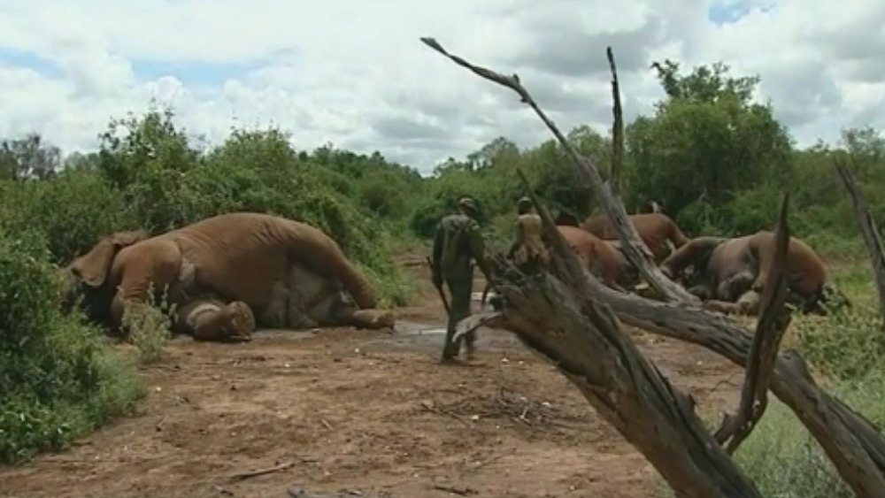 Kenyan Prime Minister asks for international help to curb poaching ...