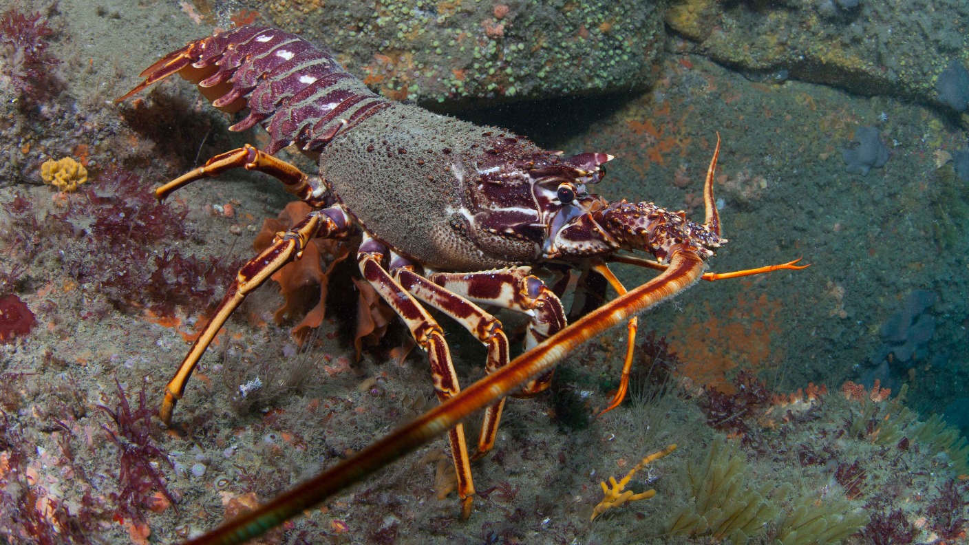 Sark leads crawfish conservation | ITV News Channel