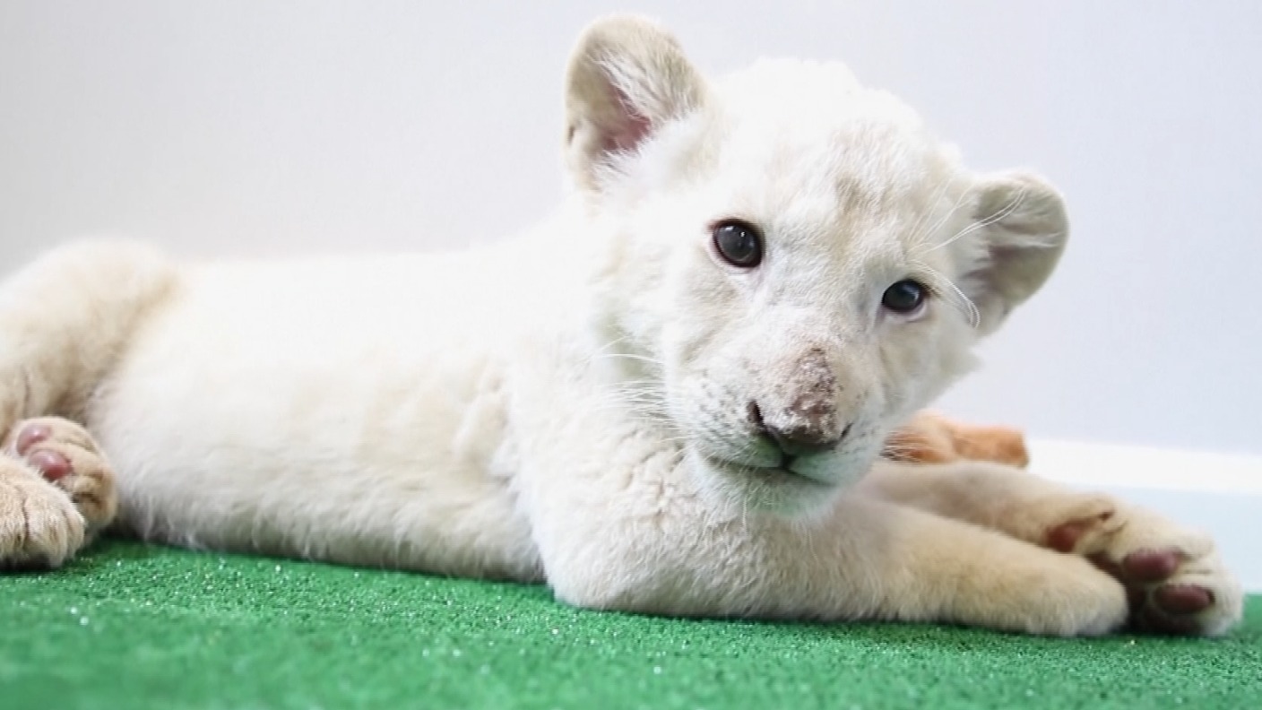 white lion animal cubs