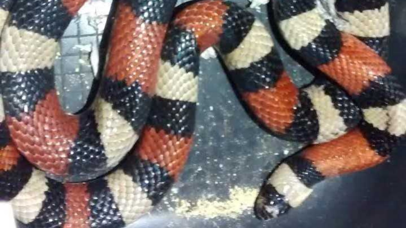 Stunned office workers find snake under a desk | ITV News London