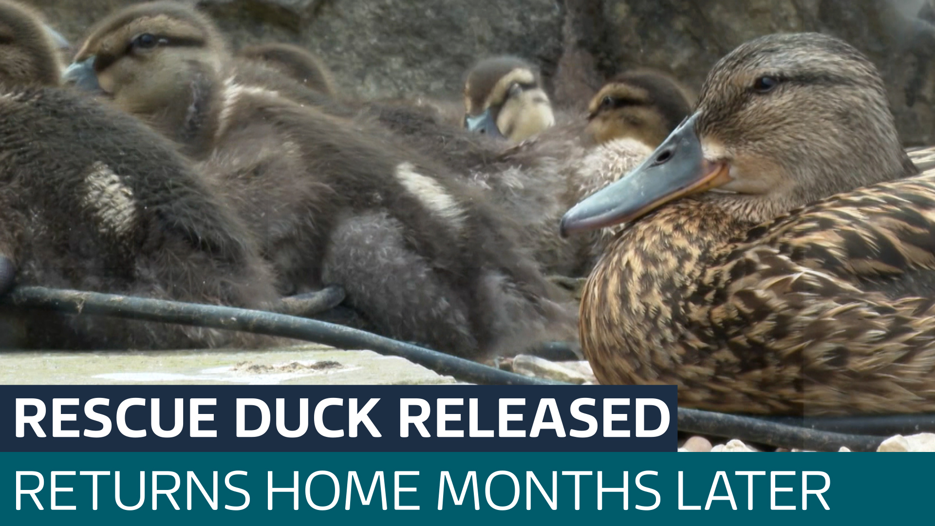 Rescued duck released into the wild returns home months later to have
