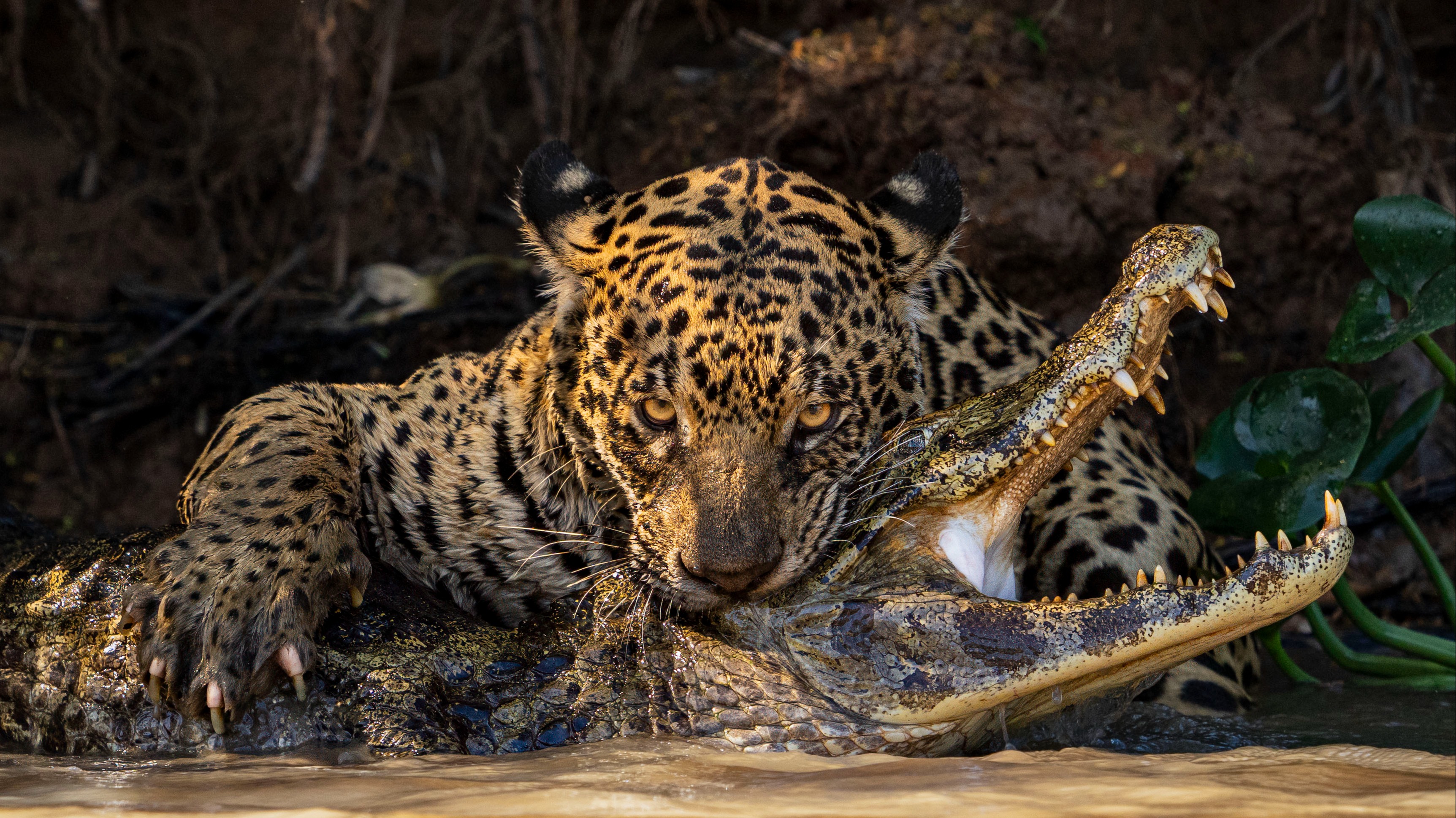 First Wildlife Photographer of the year images revealed