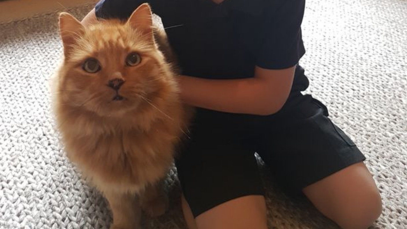 Family reunited with a cat after it's been missing for five years | ITV ...