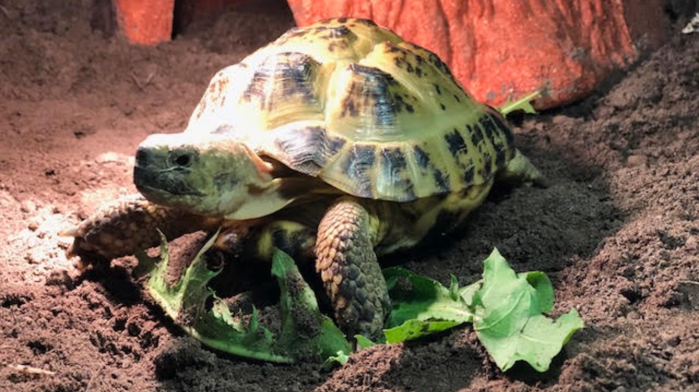 Couple 'shell-shocked' after tortoise found in pipe | ITV News Anglia