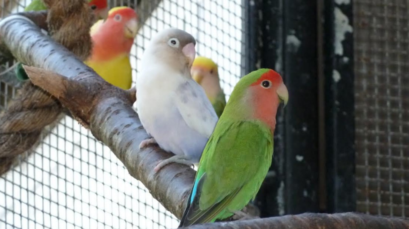 Birds escape after vandalism at Bournemouth aviary | ITV News Meridian