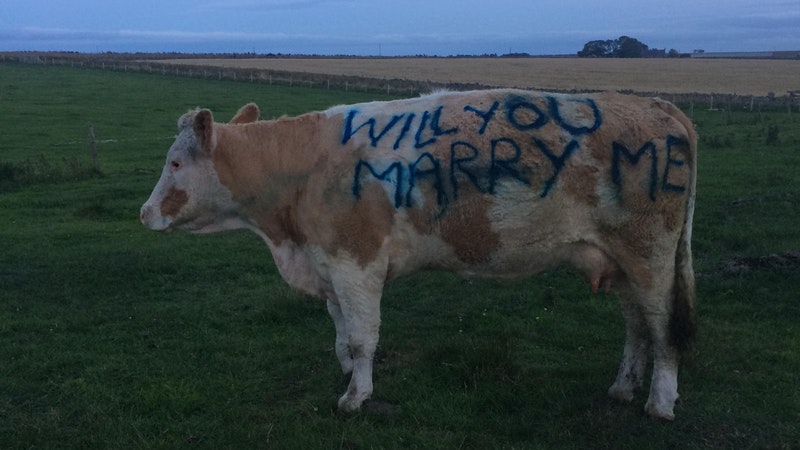 Farmer Enlists Help Of Cow For Marriage Proposal Itv News