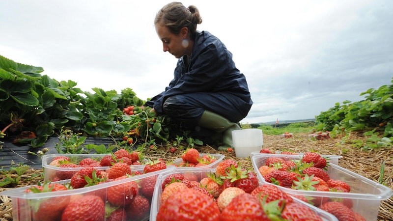 Scottish Government not informed about seasonal workers scheme