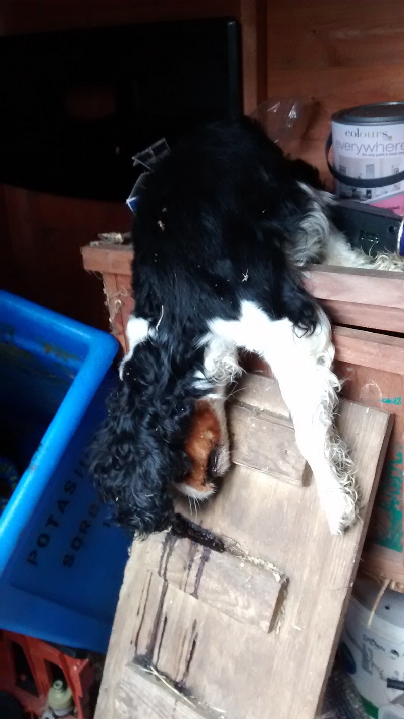 rspca cavalier king charles spaniel