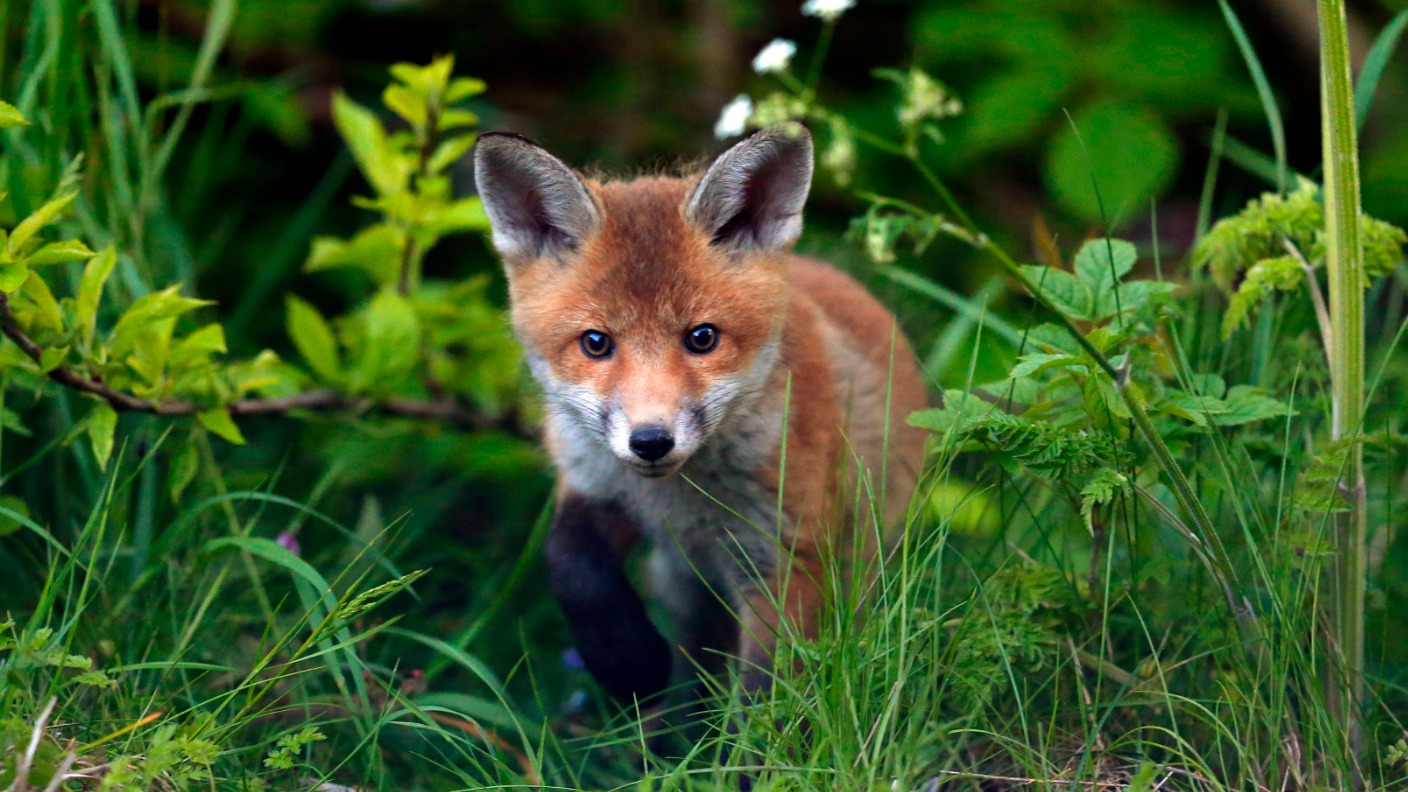 Detectives investigating the Croydon Cat Killer reveal the culprit is probably a fox ITV News