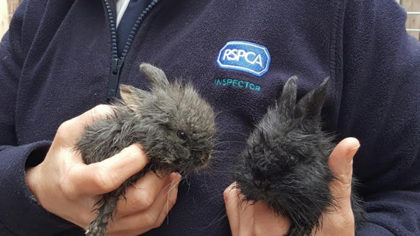 International Rabbit Day Abandoned bunnies looking for homes in the