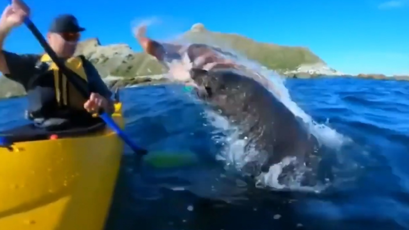 Seal rises from water and slaps kayaker in the face with an octopus