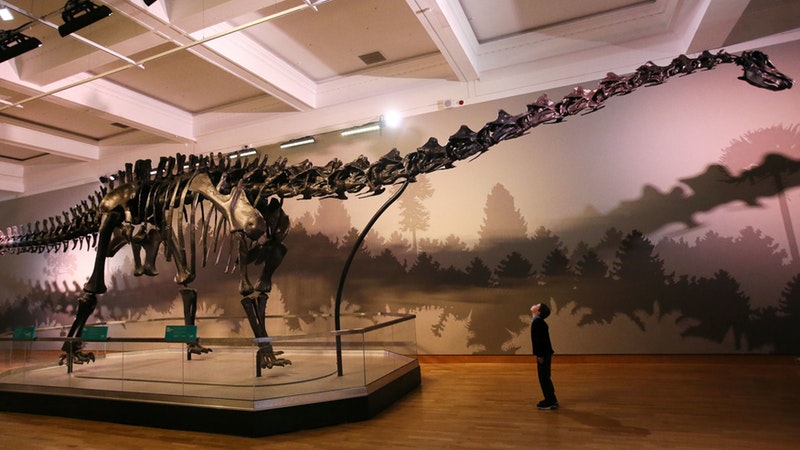 Dippy the Dinosaur sets foot in Belfast | ITV News