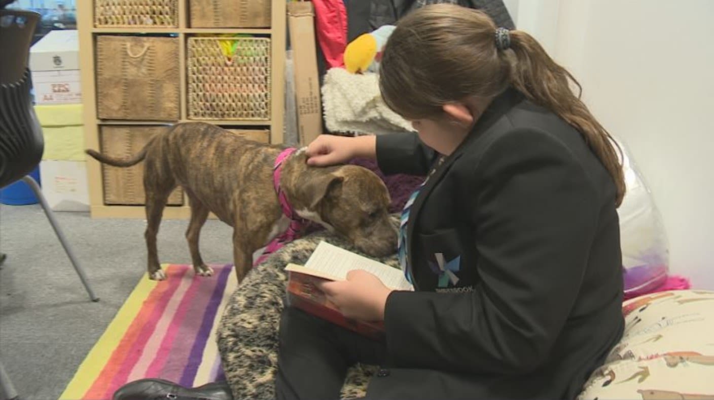 Former stray dog begins role as therapy pet inside school ITV