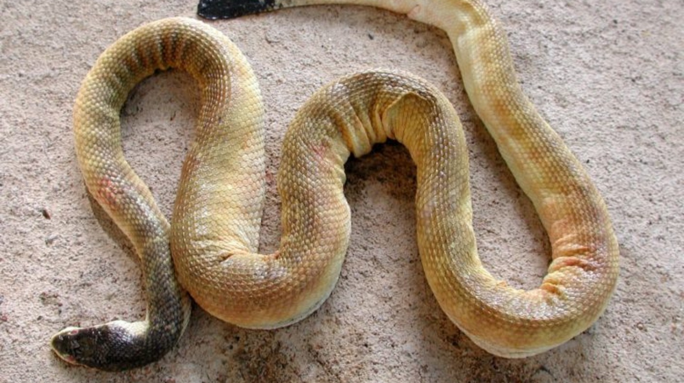 British Man Dies After Being Bitten By Sea Snake In Australia | ITV News