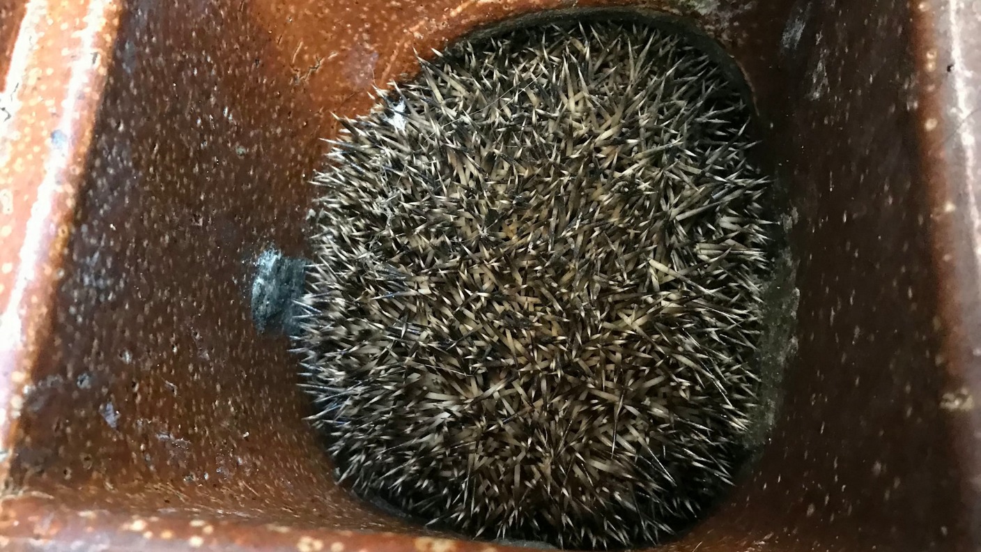 Hedgehog gets wedged nose-first in a drainpipe | ITV News London