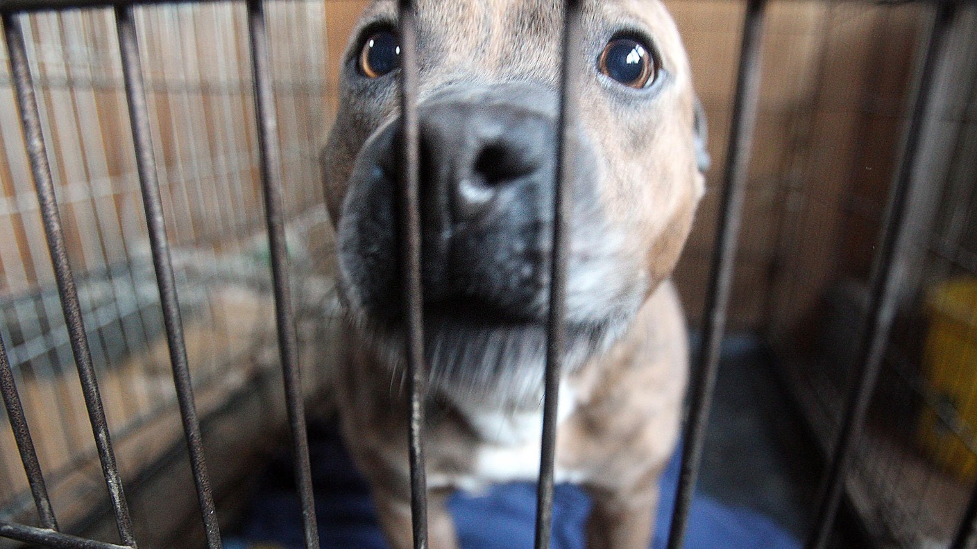 Family of Yorkshire man killed in dog attack backs calls for reform of dangerous dog laws ITV