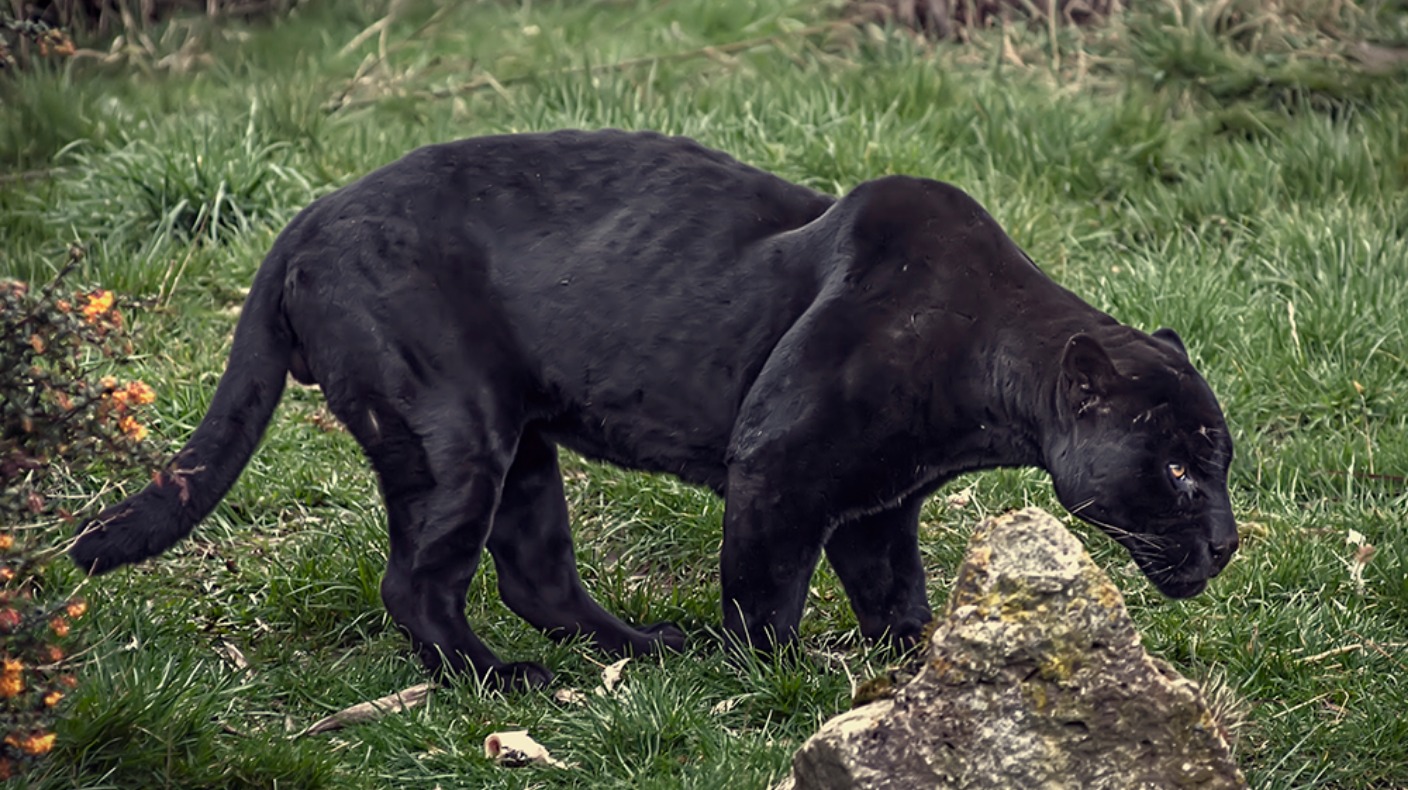 Police warning over suspected black panther on the loose ITV News