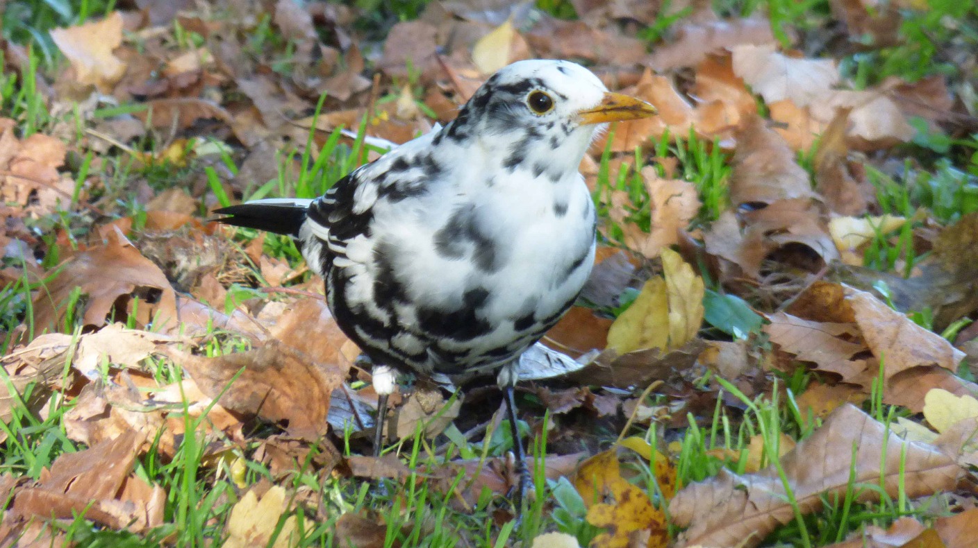 Unusual Blackbird with white markings spotted in Coventry | ITV News Central