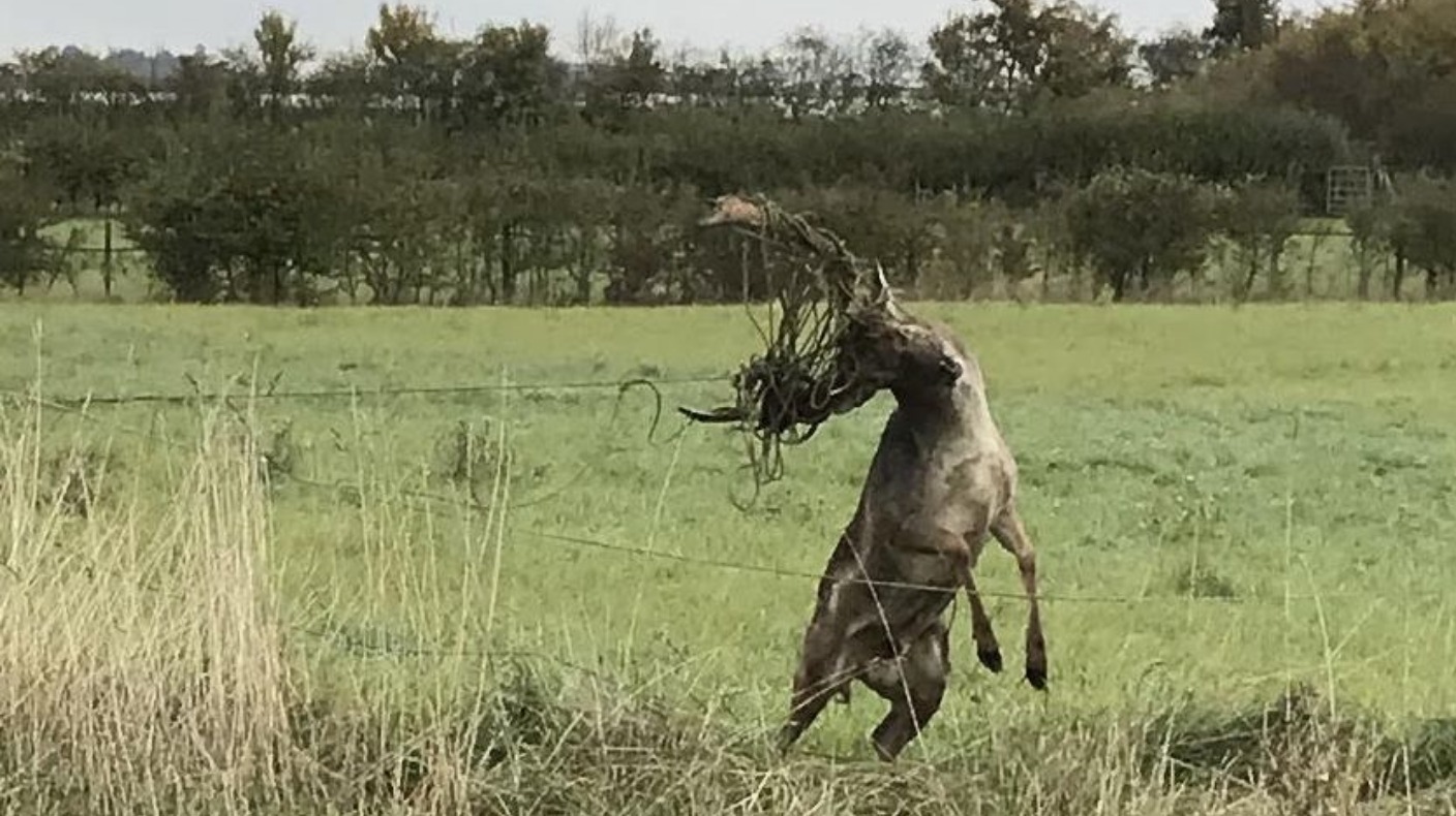 Oh deer! Emergency services rescue tangled buck | ITV News Anglia