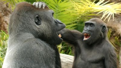 Hair-pulling and body slamming: Apes enjoy teasing each other ...