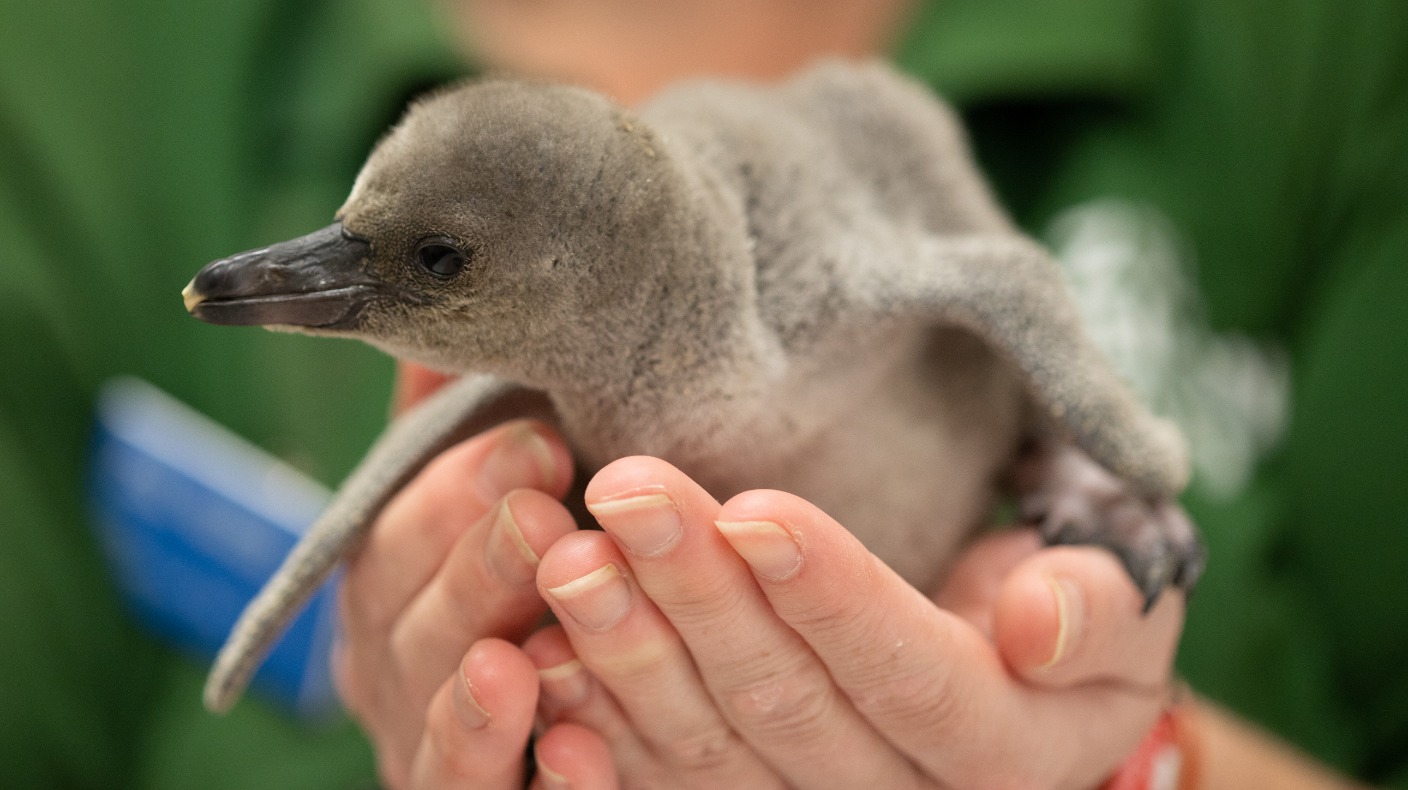 Rainbow The Penguin Survives After Egg Was Stood On By Mother 