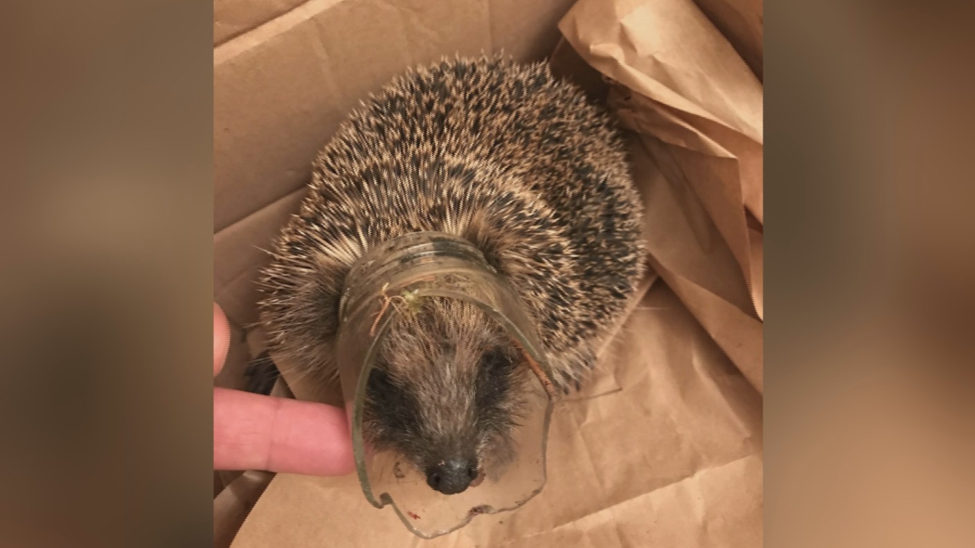 Stuck hedgehog highlights UK litter problem | ITV News Meridian