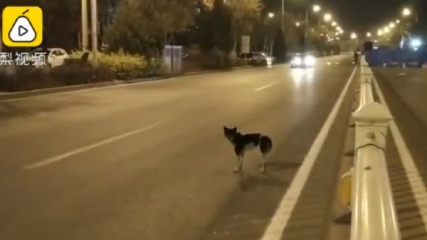 Loyal dog waits almost three months at the spot where owner died in car ...