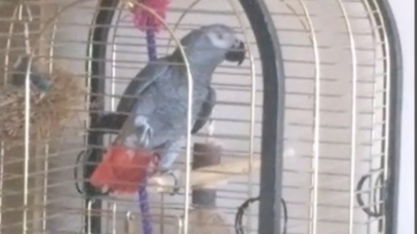 Fire crews called after parrot 'impersonates' smoke alarm ITV News Anglia