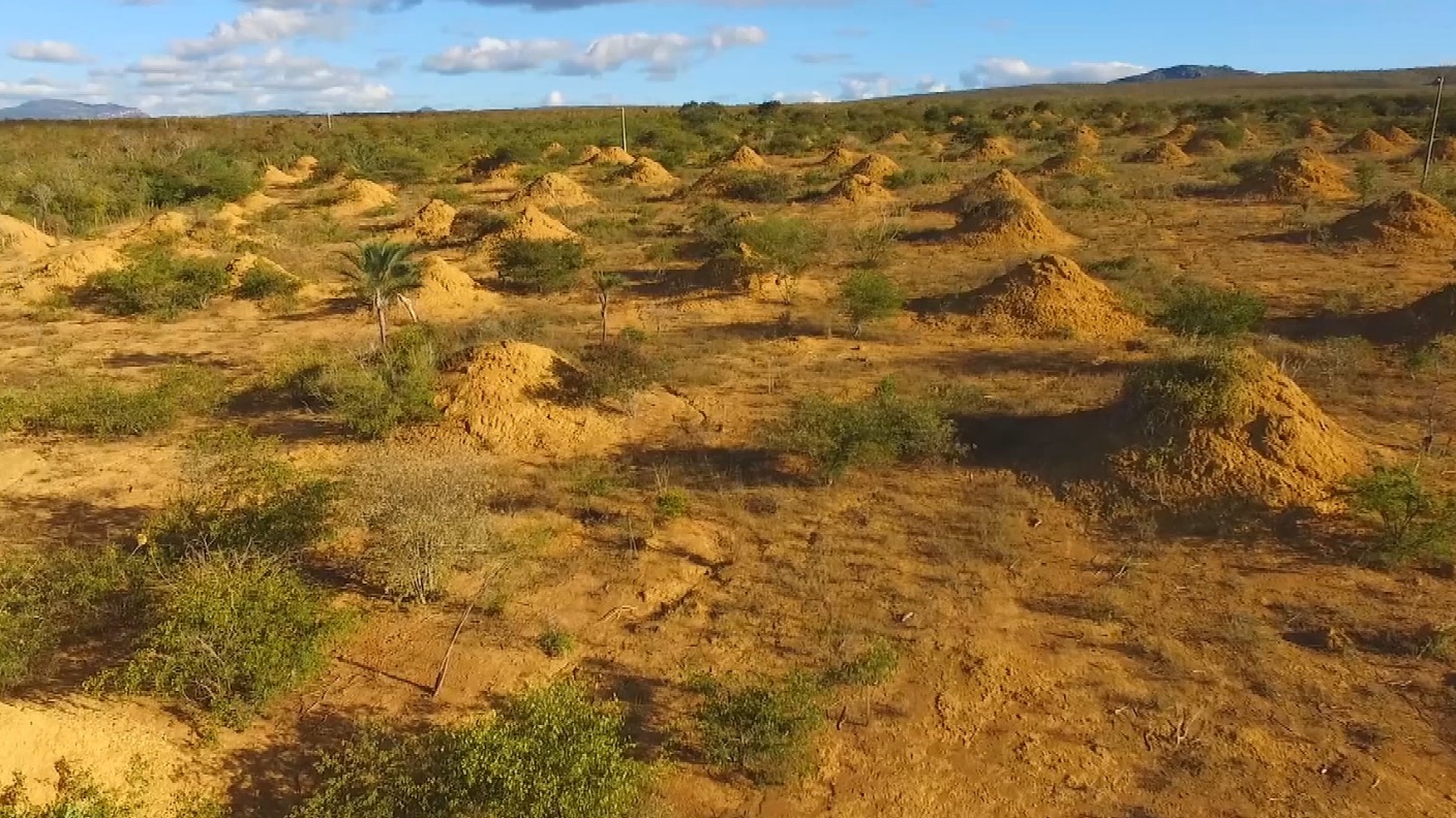 huge-complex-of-200-million-termite-mounds-covers-area-the-size-of