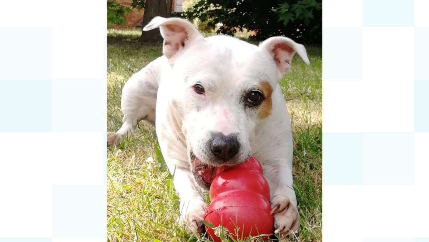 Dog attacked with knife in Essex burglary ITV News Anglia