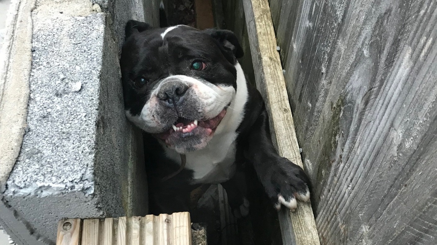 Bulldog rescued after getting trapped between a wall and a fence | ITV ...