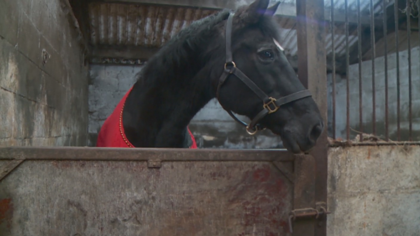 Last surviving Black Beauty horse commemorated with special plaque