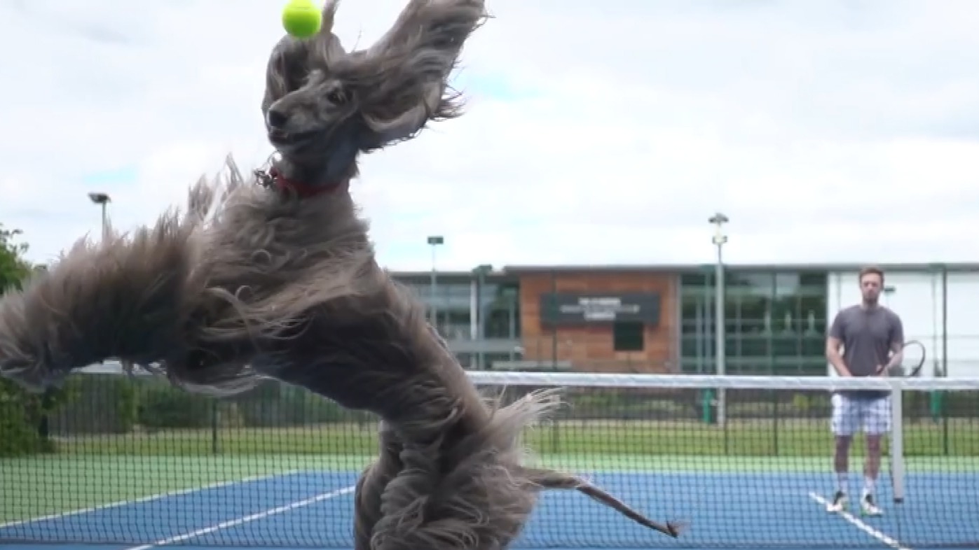 Fetch! Ball dogs join ball girls and boys at Royal Albert Hall's