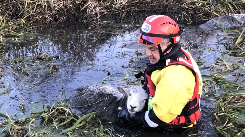 Nine sheep rescued from freezing river in three-and-a-half hour ...