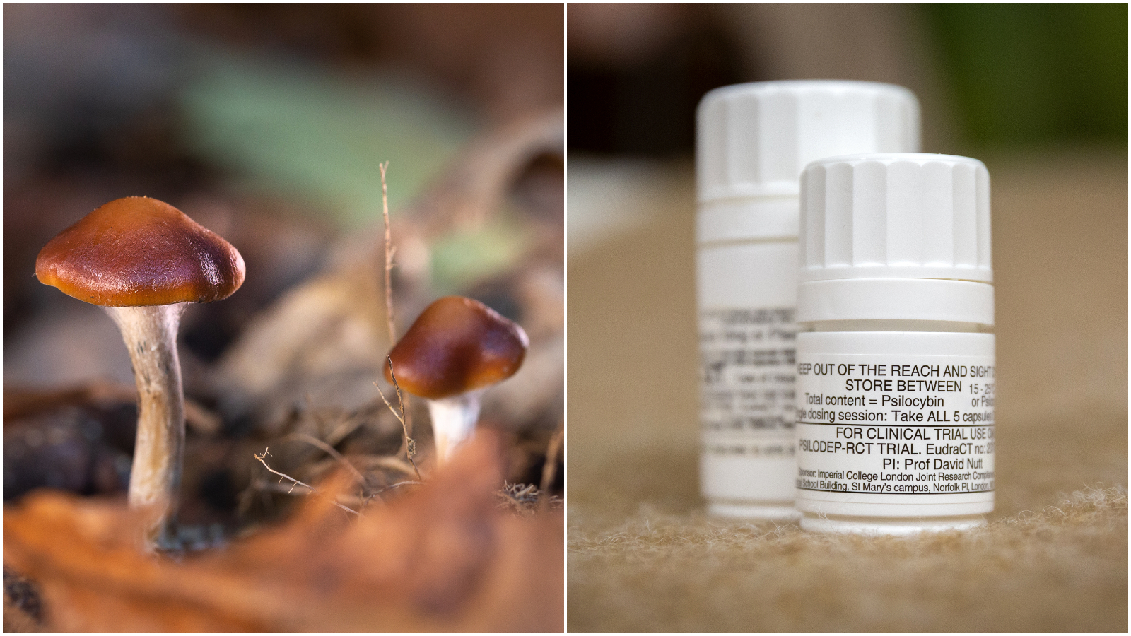 Magic mushroom ingredient reduces depression symptoms, large study ...